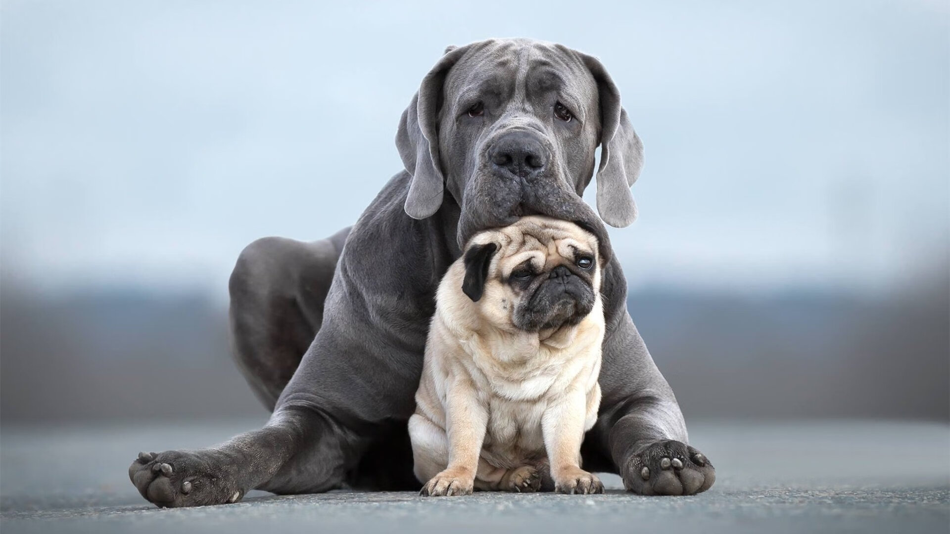 爱游戏-“球场趣闻：NBA那些爆笑又令人感动的故事”，nba搞笑的事